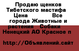 Продаю щенков Тибетского мастифа › Цена ­ 45 000 - Все города Животные и растения » Собаки   . Ненецкий АО,Красное п.